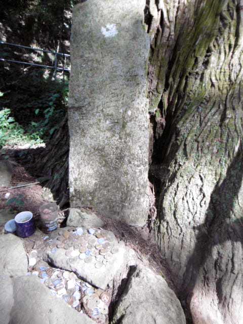 高杉殿の杉3
