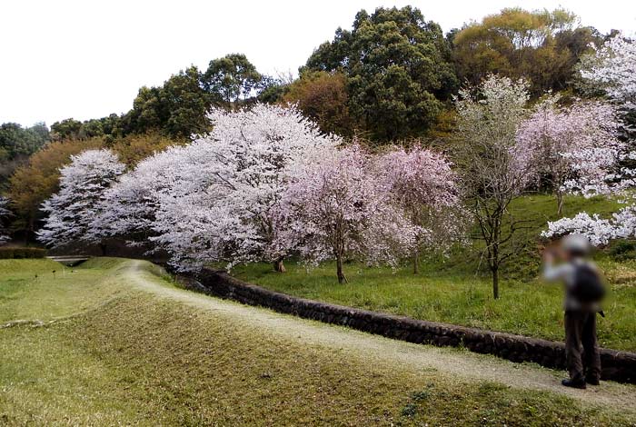 立田山自然公園 桜