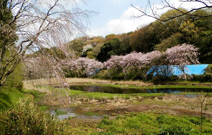 立田山自然公園 しだれ桜