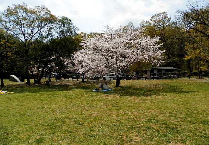 立田山自然公園 桜